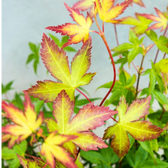 Acer palmatum 'Little Princess' close-up detail.
