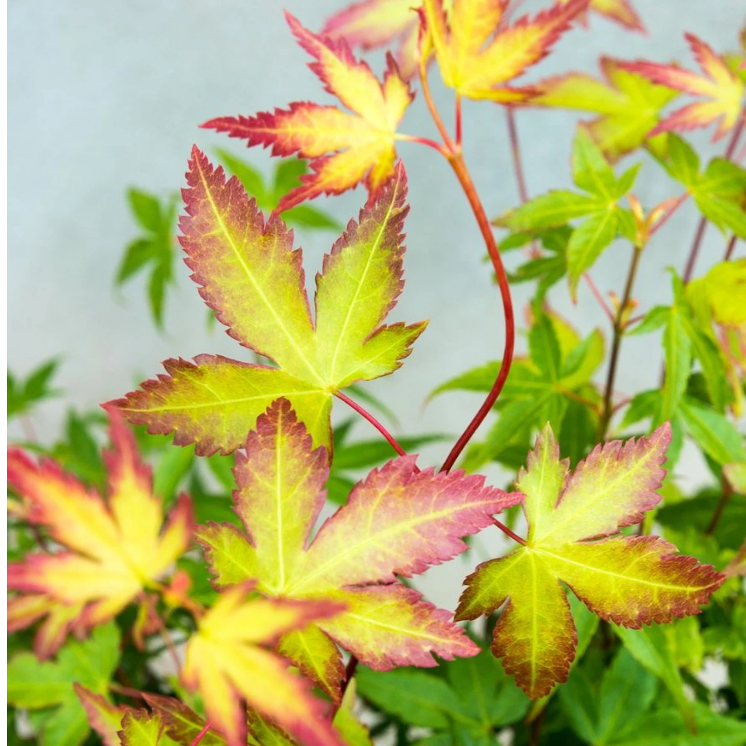 Acer palmatum 'Little Princess' close-up detail.