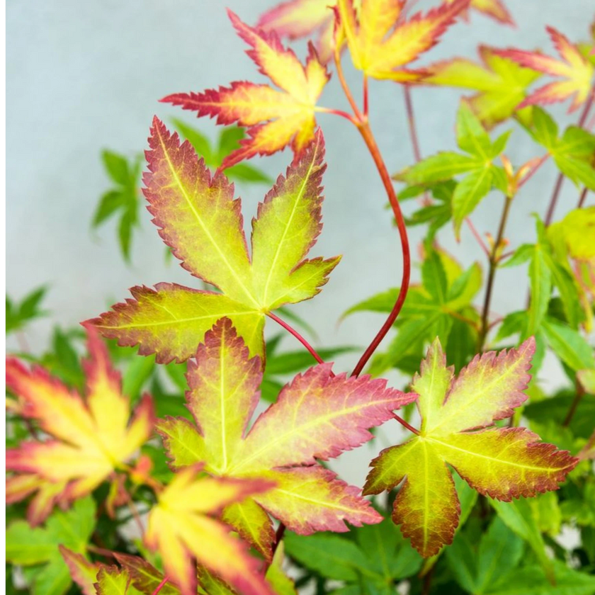 Acer palmatum 'Little Princess' – Nahaufnahme.