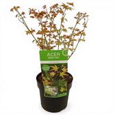 Acer palmatum 'Little Princess' plant detail.