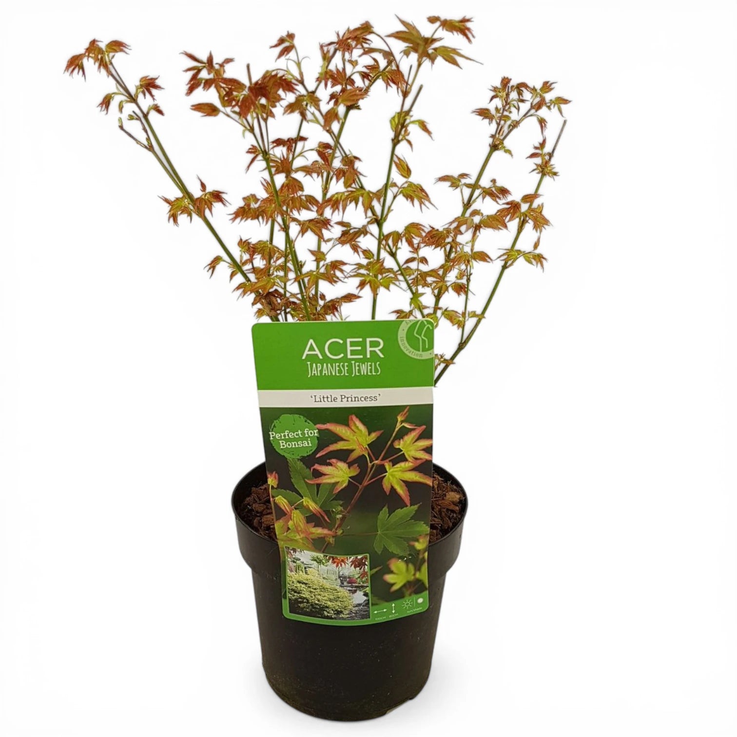 Acer palmatum 'Little Princess' plant detail.