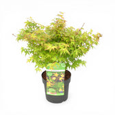 Acer palmatum 'Little Princess' plant detail.