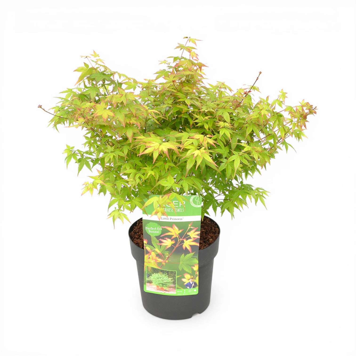 Acer palmatum 'Little Princess' plant detail.