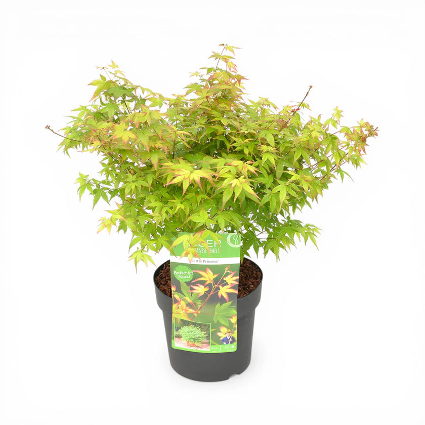 Acer palmatum 'Little Princess' – Detailaufnahme der Pflanze.
