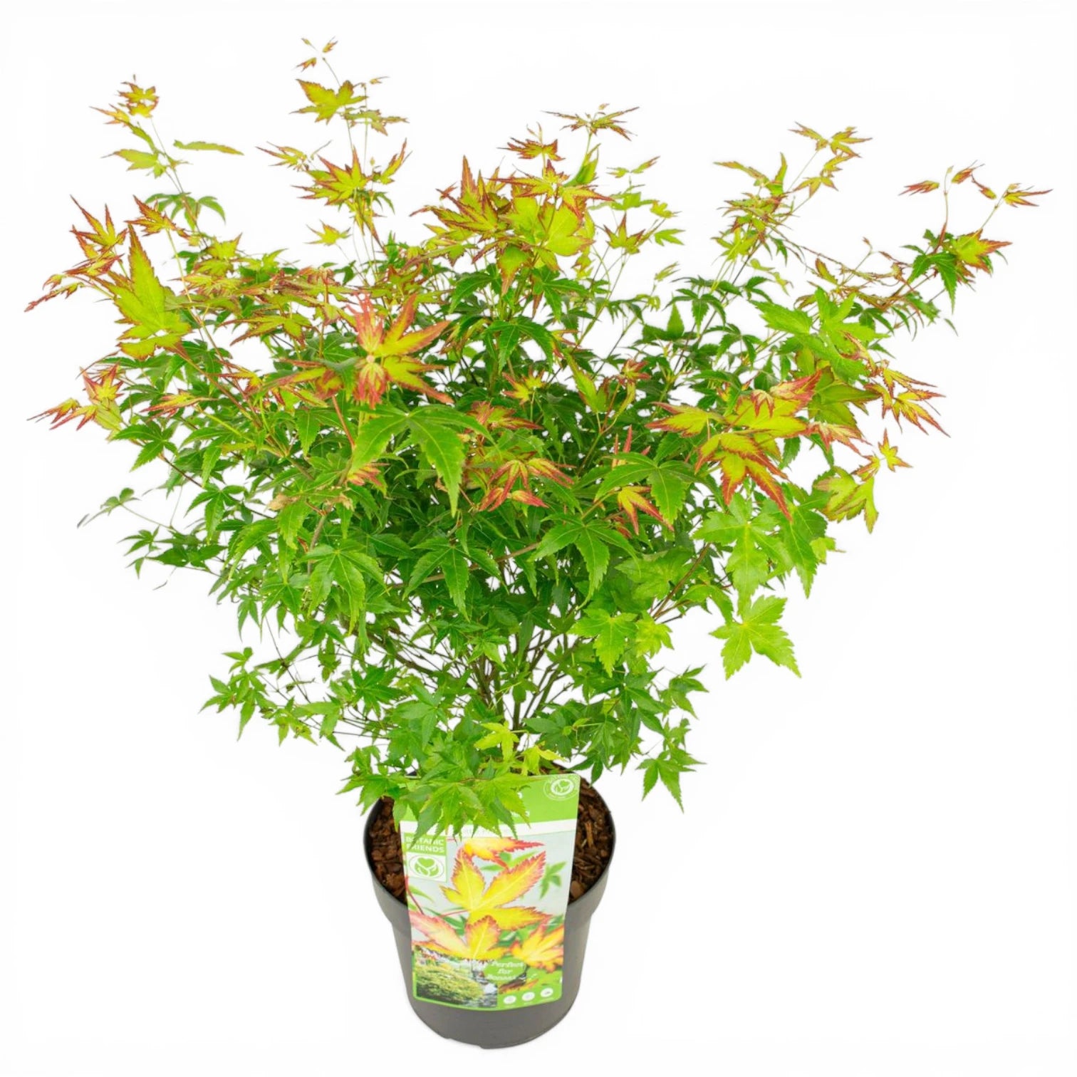 Acer palmatum 'Little Princess' plant detail.