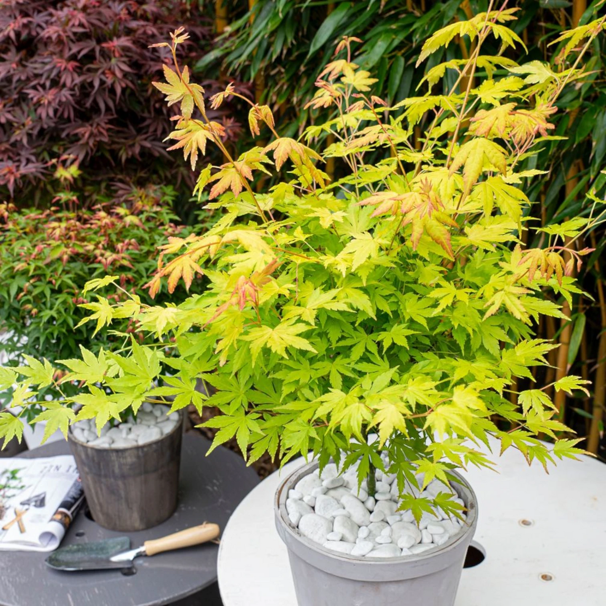 Acer palmatum 'Orange Dream' | Gartenpflanze