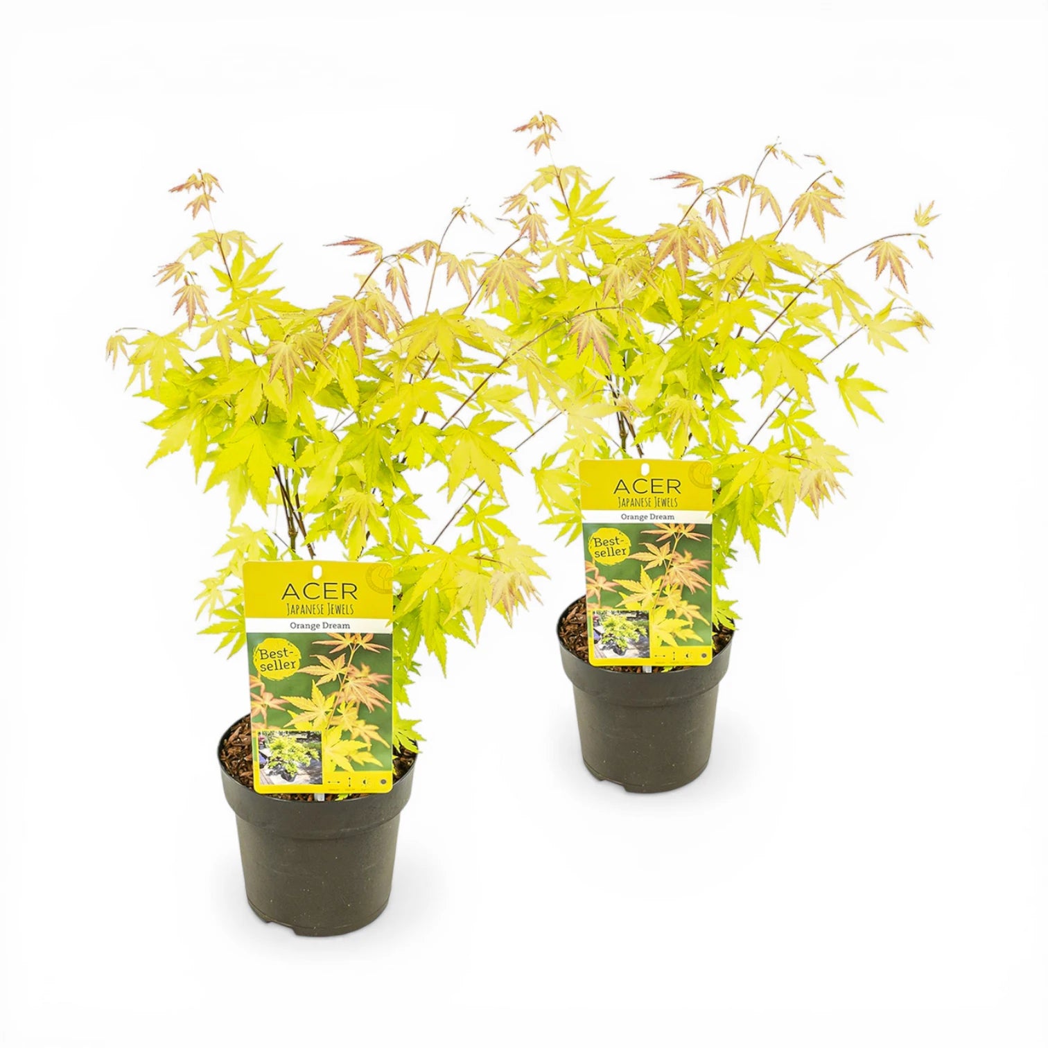 Acer palmatum 'Orange Dream' size M plant.
