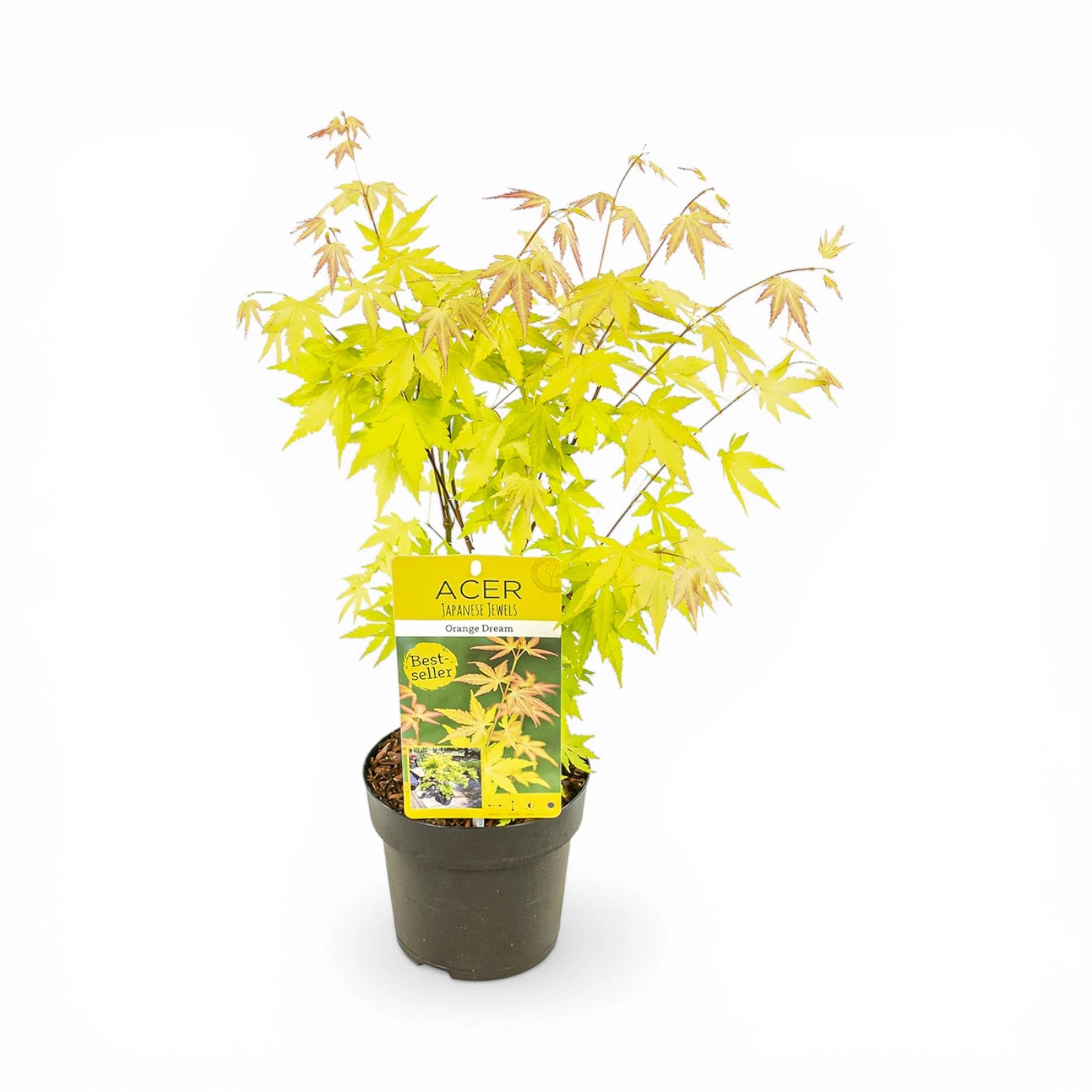 Acer palmatum 'Orange Dream' size M plant.