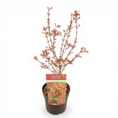 Acer palmatum 'Shaina' – Nahaufnahme.