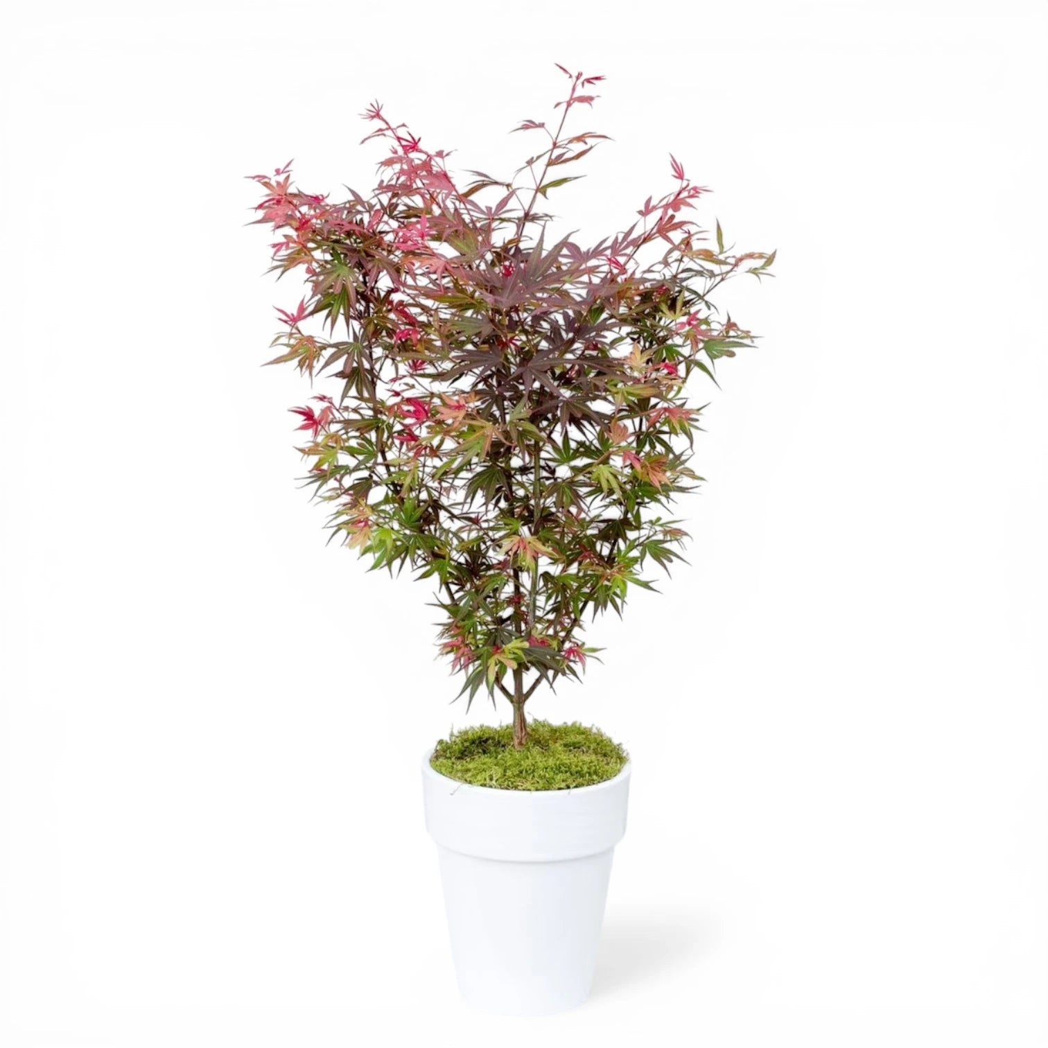 Acer palmatum 'Shaina' – Nahaufnahme.