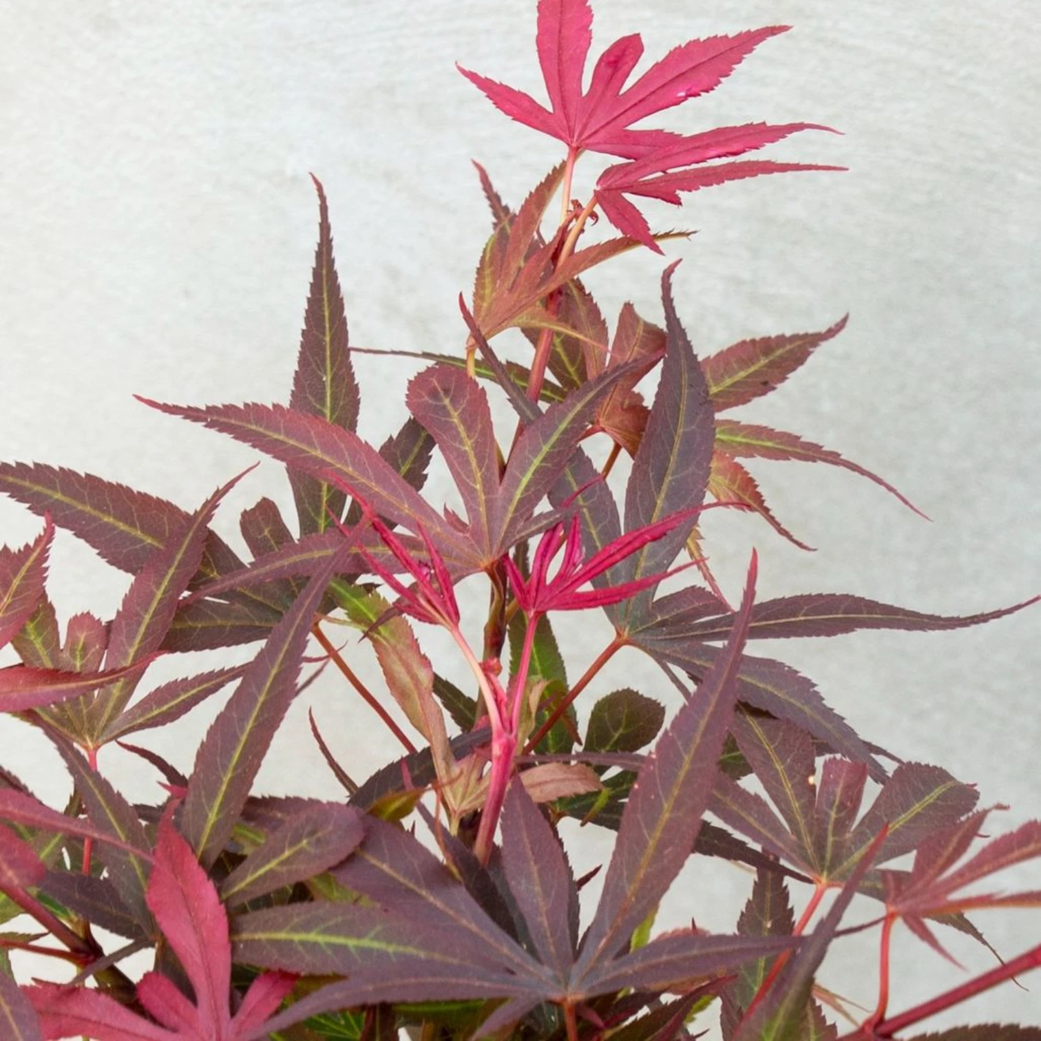 Acer palmatum 'Shaina' – Nahaufnahme.