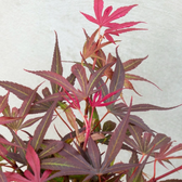 Acer palmatum 'Shaina' – Nahaufnahme.