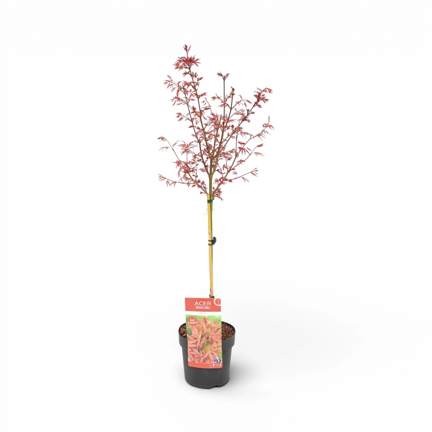Acer palmatum 'Shaina' – Detailaufnahme.