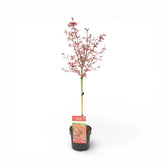 Acer palmatum 'Shaina' – Detailaufnahme.