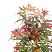 Acer palmatum 'Shaina' – Detailaufnahme der Pflanze.