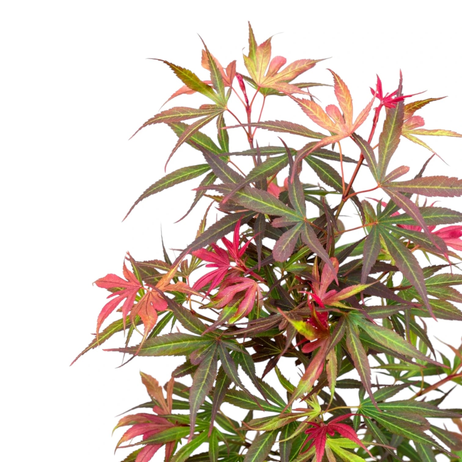 Acer palmatum 'Shaina' – Detailaufnahme der Pflanze.