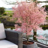 Acer palmatum 'Taylor' – Nahaufnahme.