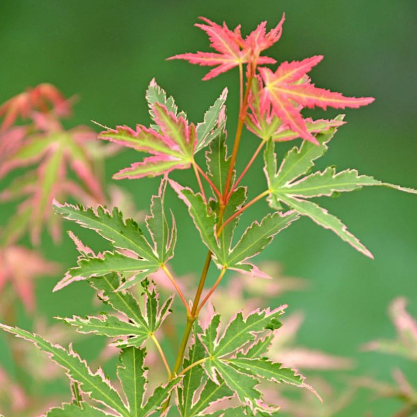 Acer palmatum 'Taylor' – Detailaufnahme der Pflanze.