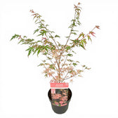 Acer palmatum 'Taylor' – Detailaufnahme der Pflanze.
