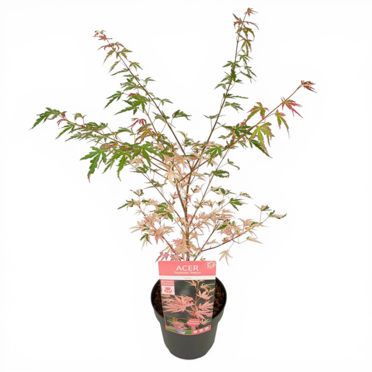 Acer palmatum 'Taylor' – Detailaufnahme der Pflanze.
