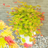 Acer shirasawanum 'Moonrise' detail shot.