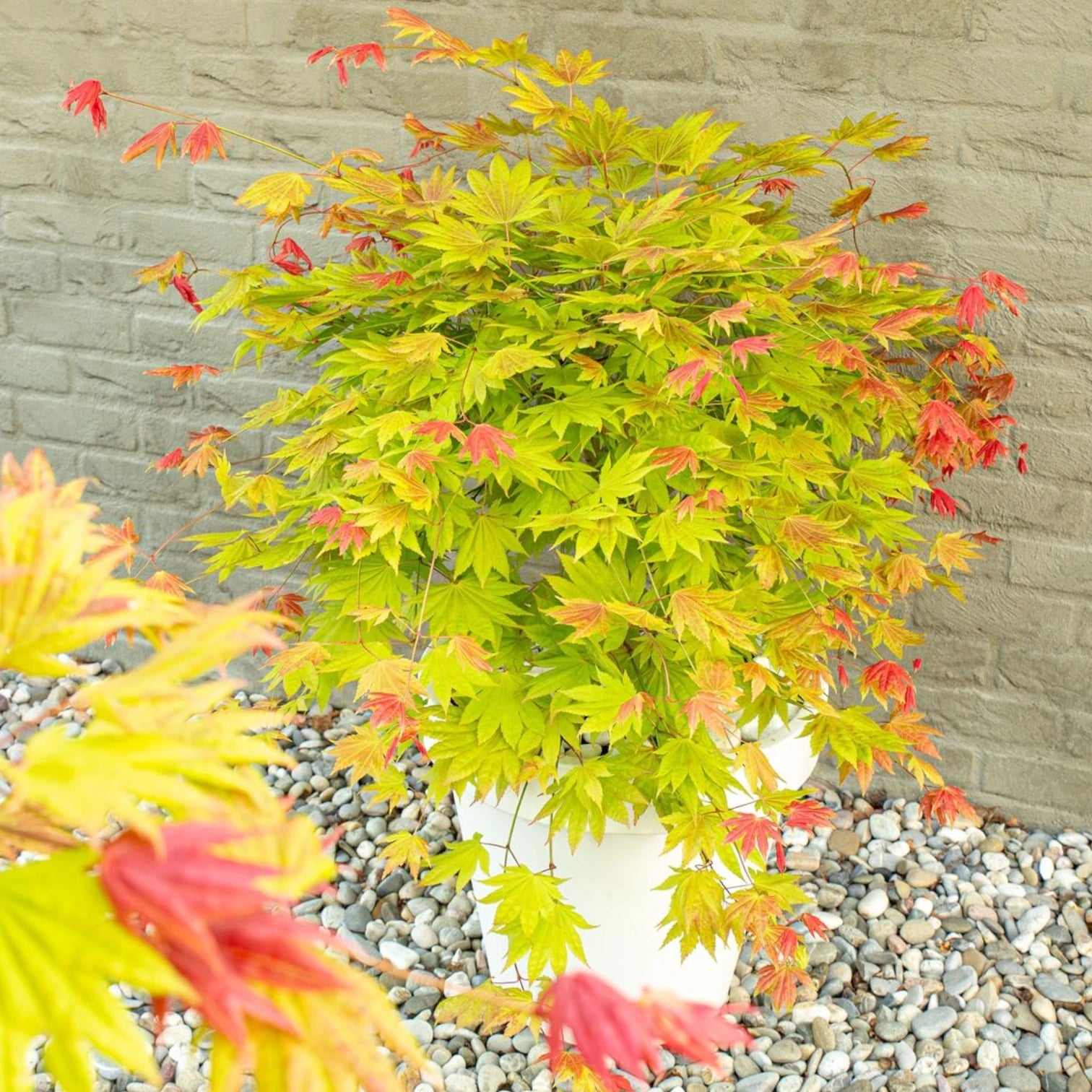 Acer shirasawanum 'Moonrise' detail shot.