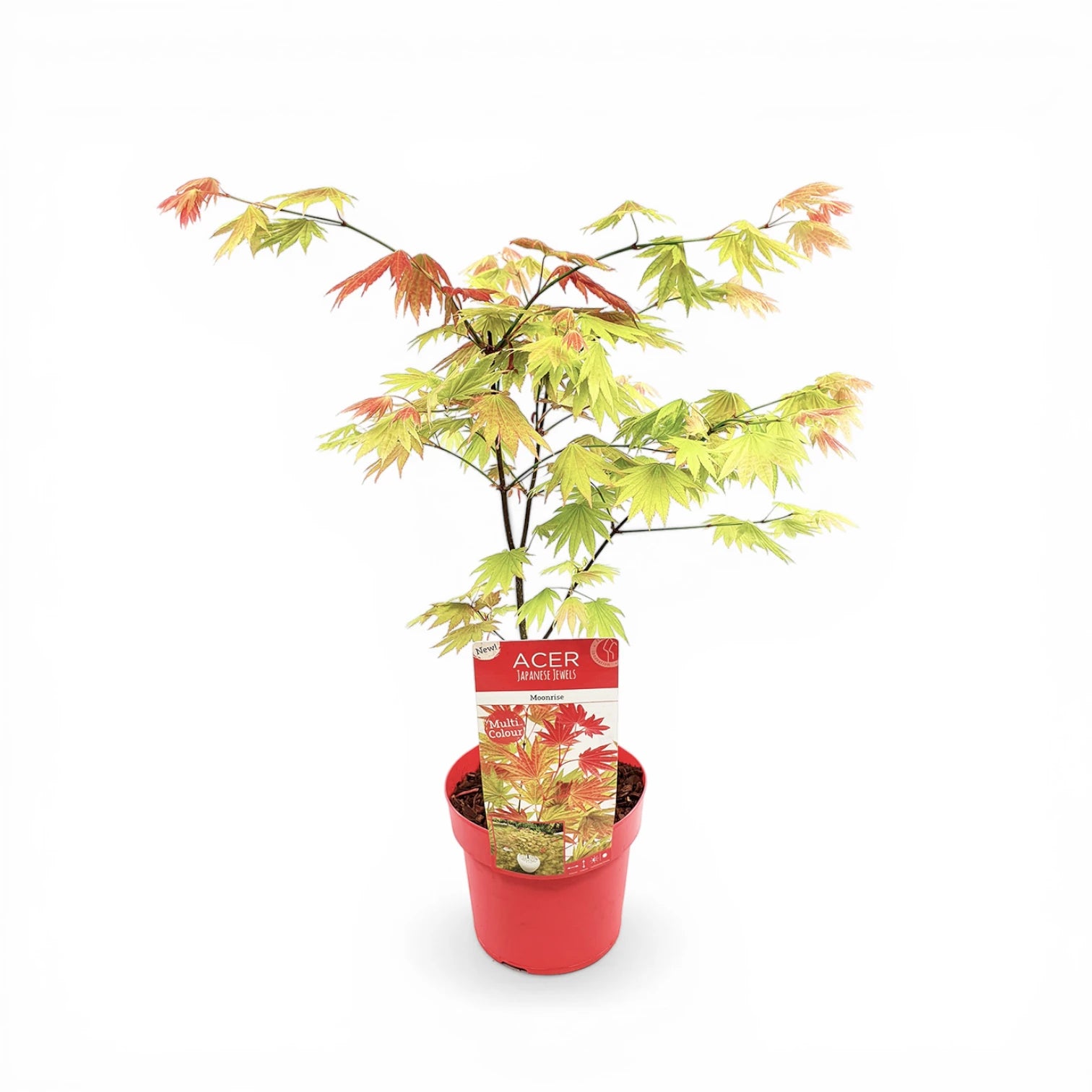 Acer shirasawanum 'Moonrise' size S plant.