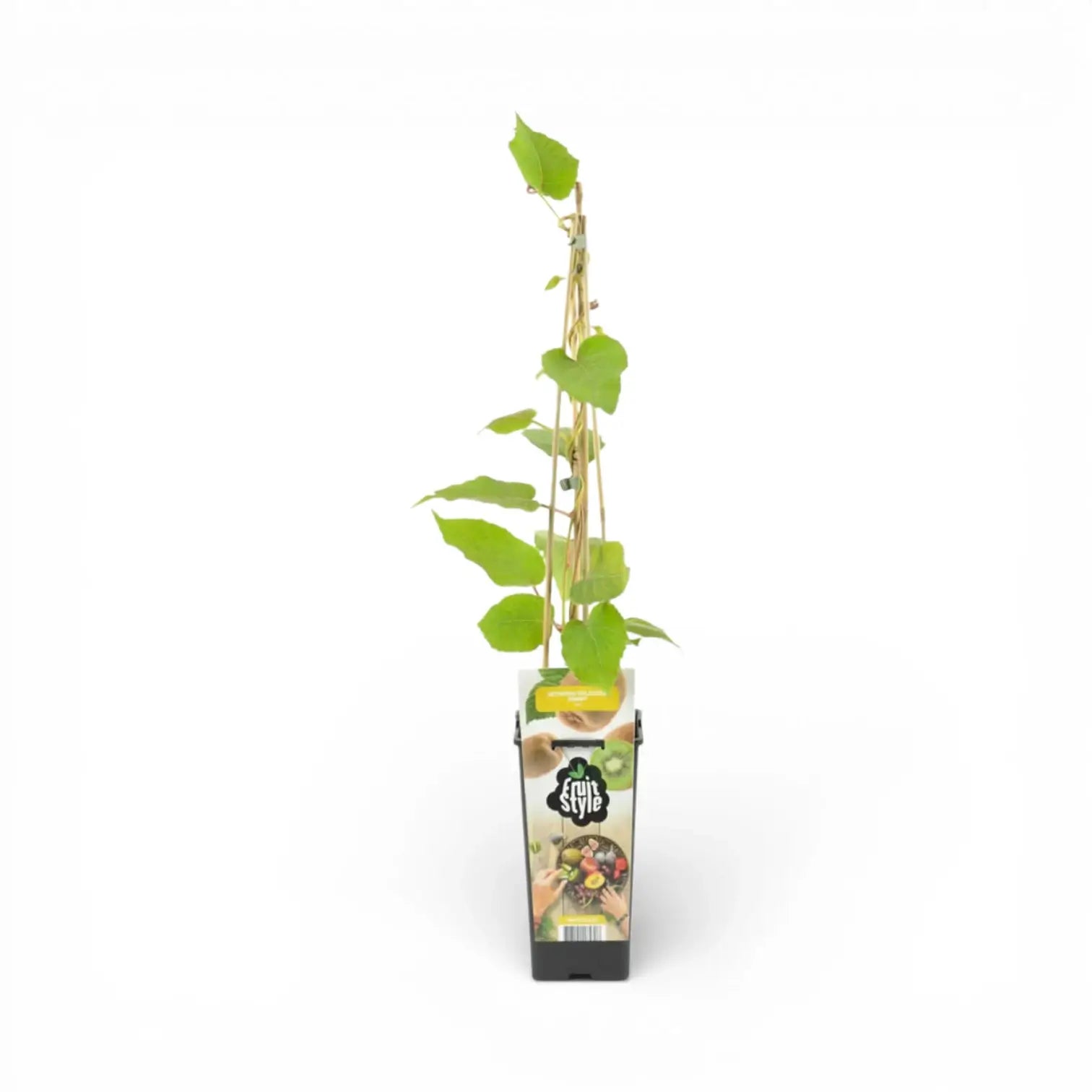 Actinidia deliciosa 'Jenny' – Nahaufnahme.