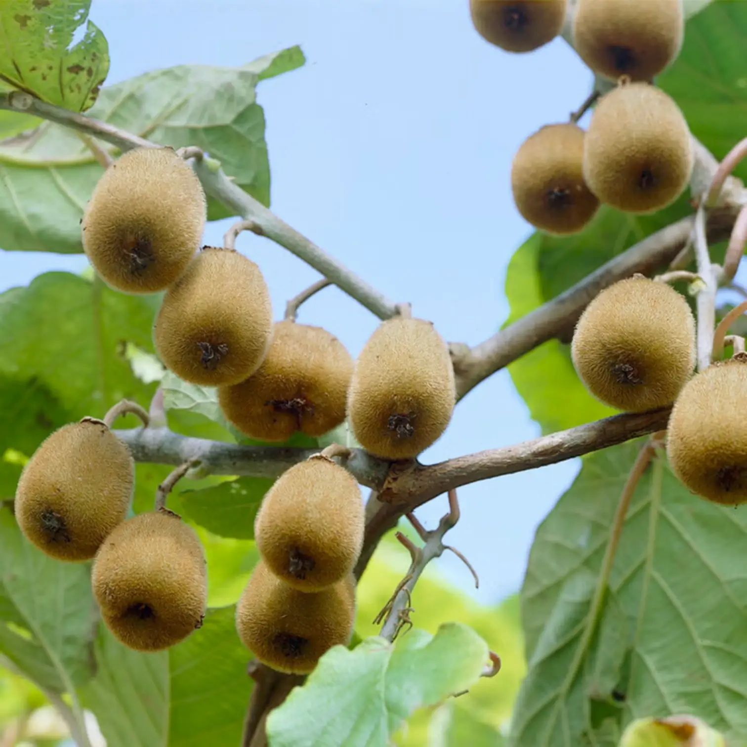 Actinidia deliciosa 'Jenny' – Detailaufnahme der Pflanze.