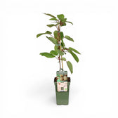 Actinidia deliciosa 'Jenny' – Detailaufnahme der Pflanze.