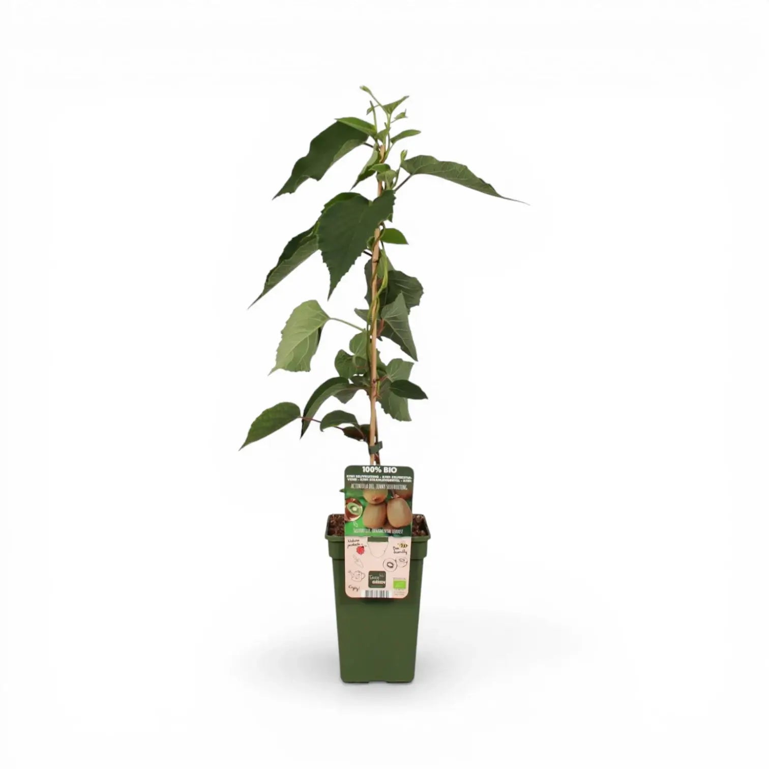 Actinidia deliciosa 'Jenny' – Detailaufnahme der Pflanze.
