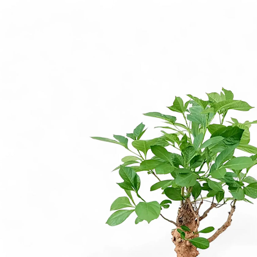 Adansonia digitata close-up of leaf on white background.