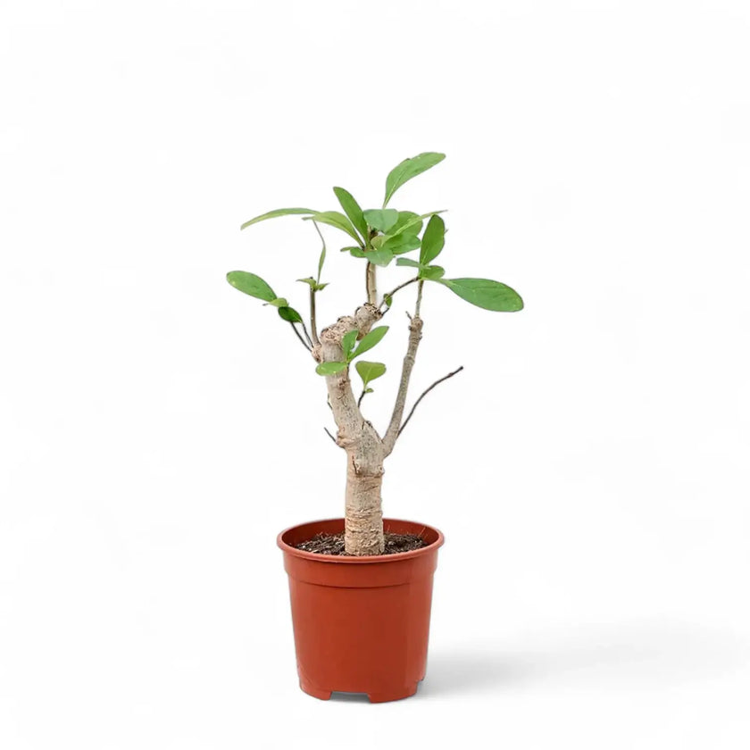 Adansonia digitata potted plant in nursery pot on white background.