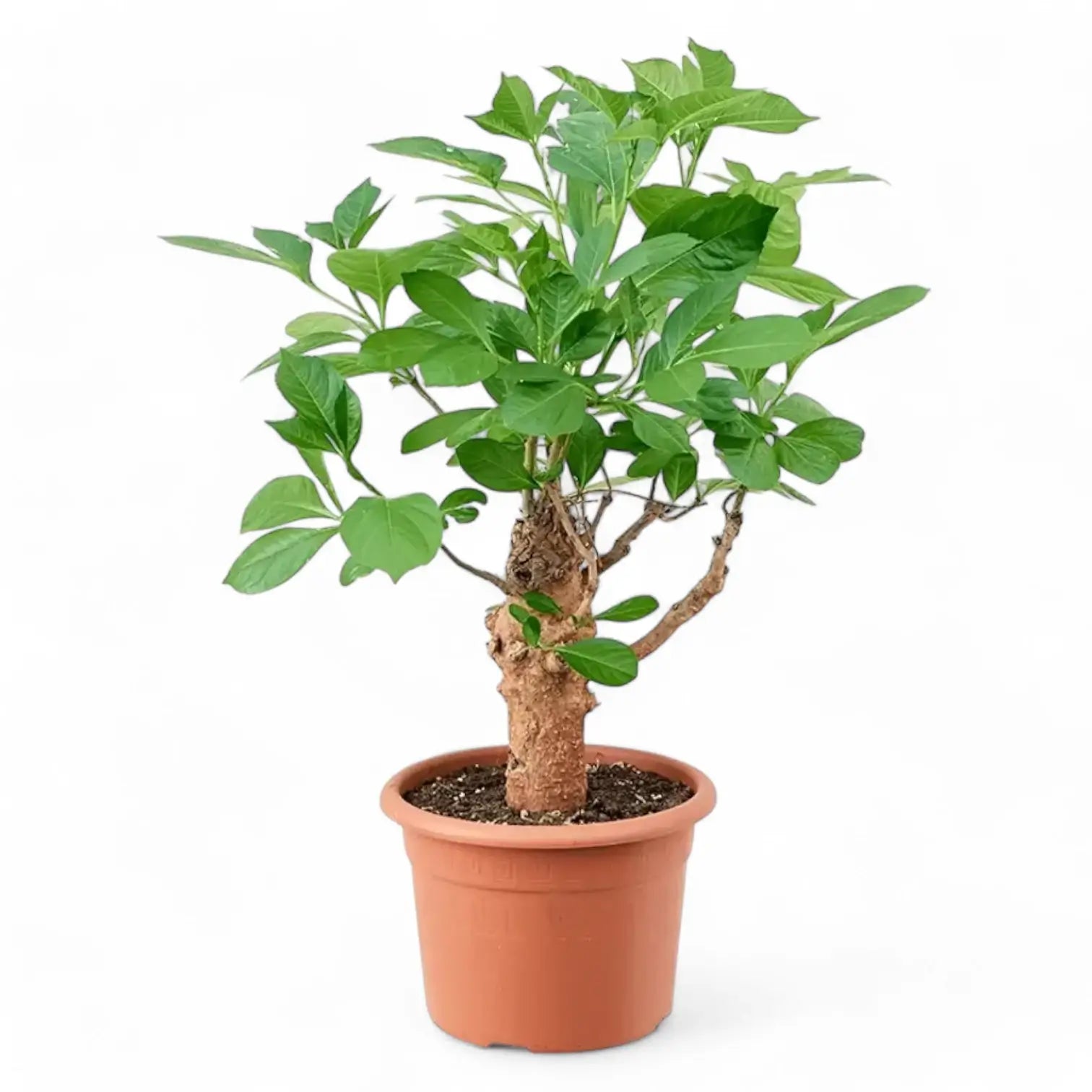 Adansonia digitata potted plant in nursery pot on white background.