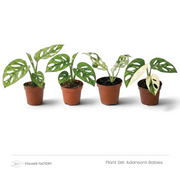 Four Adansonii Babies plants with fenestrated green and variegated leaves lined up in nursery pots