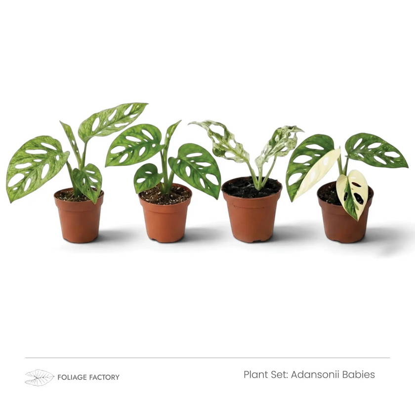 Four Adansonii Babies plants with fenestrated green and variegated leaves lined up in nursery pots