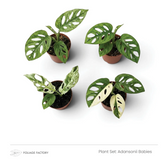 Adansonii Babies plant set with four fenestrated green and variegated plants viewed from above