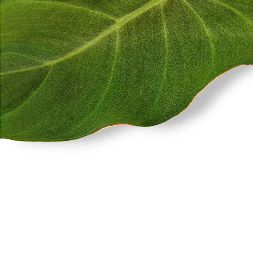 Adelonema peltatum close-up of leaf on white background.