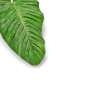 Adelonema picturatum – Blattdetail vor weißem Hintergrund..