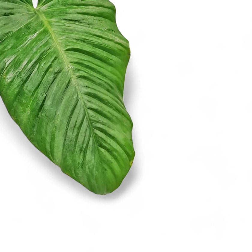 Adelonema picturatum close-up of leaf on white background.