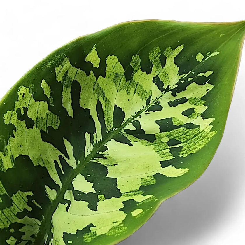 Adelonema wallisii 'Camouflage' leaf close-up on white background.