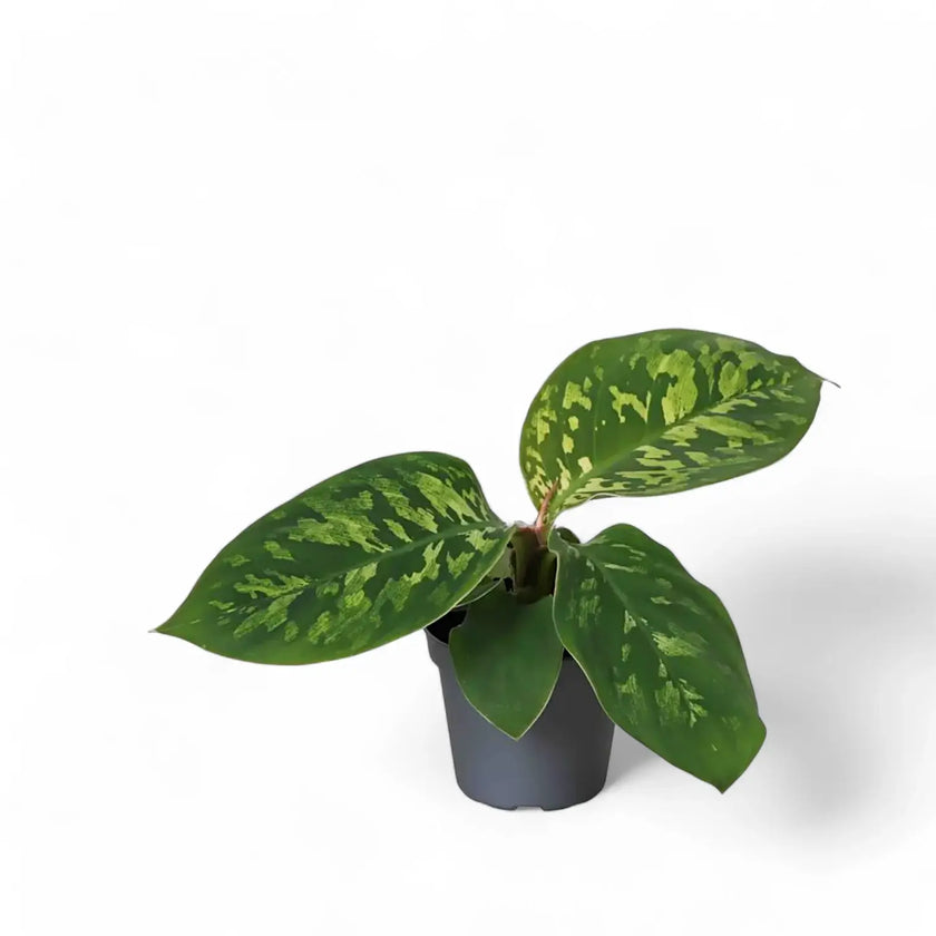 Adelonema wallisii 'Camouflage' potted plant in nursery pot on white background.