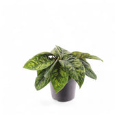 Adelonema wallisii 'Camouflage' – Zimmerpflanze im Kulturtopf auf weißem Hintergrund, Produktfoto 7.