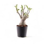 Adenium obesum – Zimmerpflanze im Kulturtopf auf weißem Hintergrund, Produktfoto 4.