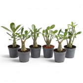 Adenium obesum, Wüstenrose als Babypflanze im Kulturtopf.