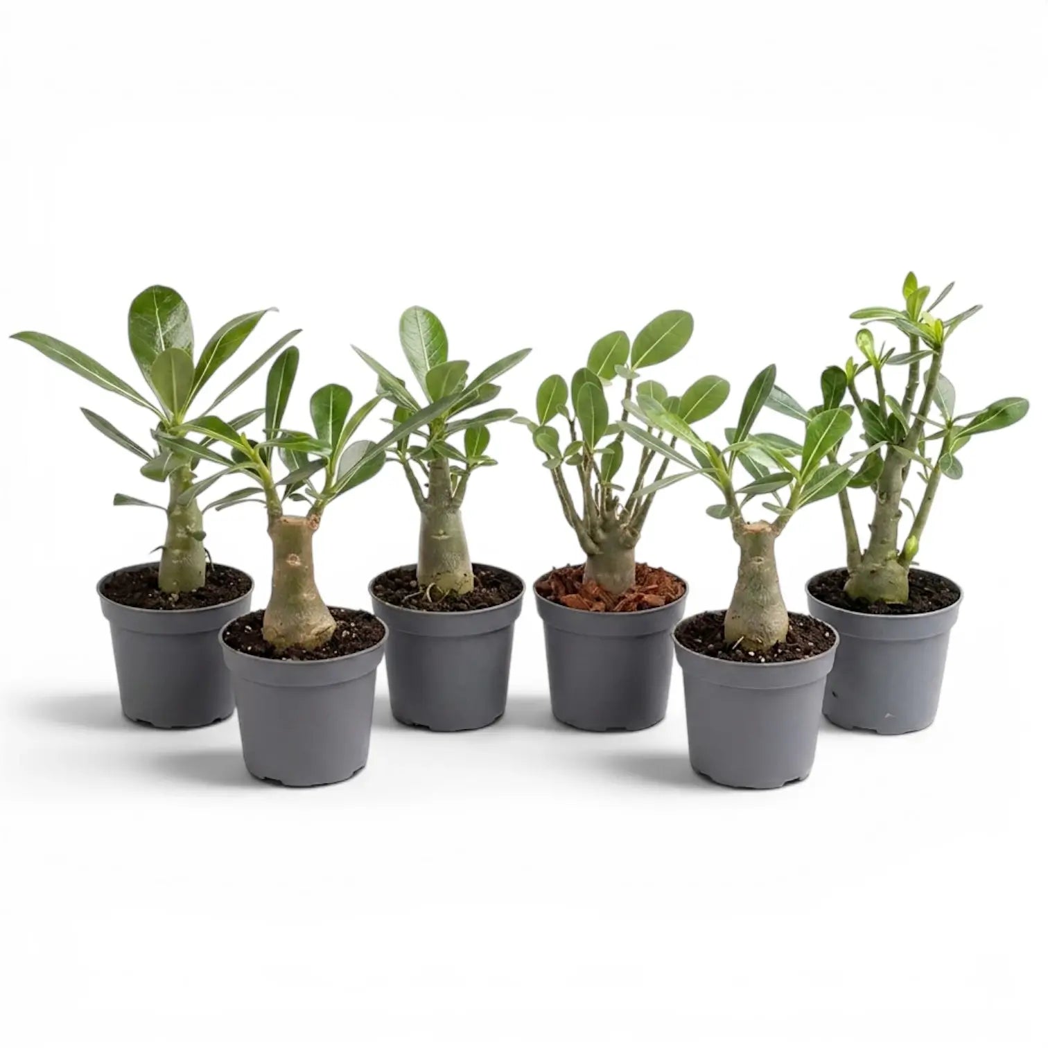 Adenium obesum, Wüstenrose als Babypflanze im Kulturtopf.