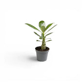 Adenium obesum, Wüstenrose als Babypflanze im Kulturtopf.