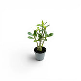 Adenium obesum, Wüstenrose als Babypflanze im Kulturtopf.
