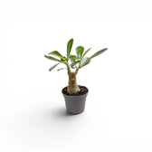Adenium obesum, Wüstenrose als Babypflanze im Kulturtopf.
