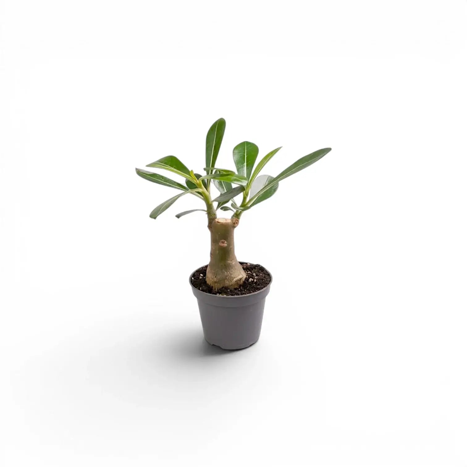 Adenium obesum, Wüstenrose als Babypflanze im Kulturtopf.